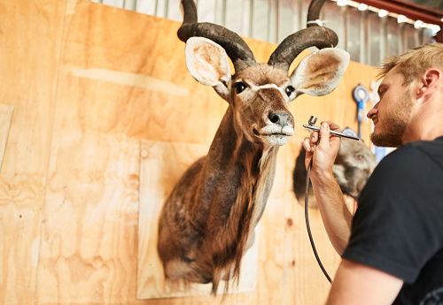 Taxidermist putting the finishing touches on a buck head using an airbrush in his workshop