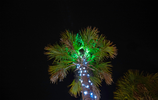 Holiday lights on a palm tree against a dark background.