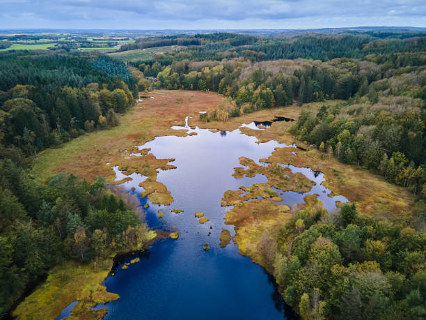 High angle landscape view to the bog in the forest stock photo