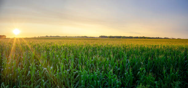 istock Panoramic of corn field during morning sunrise 1293335862