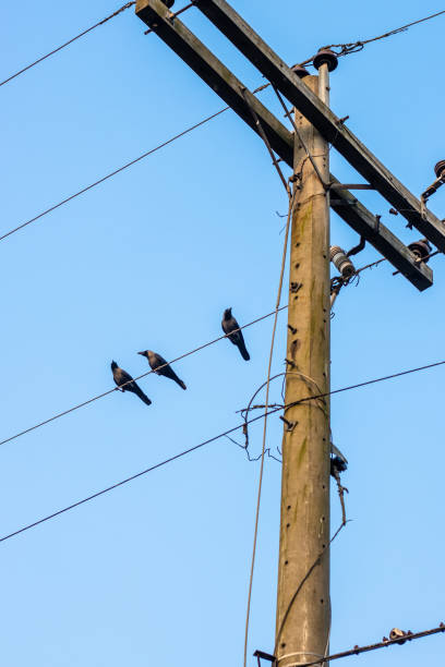 istock Three crows are sitting on a wire of an electricity pole 1293336563