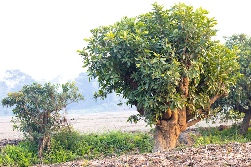 Old small-sized Barringtonia acutangula tree in the agriculture fields