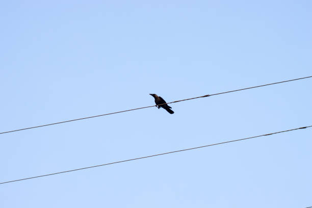 istock A crow sitting on an electricity wire under the blue sky 1293336610