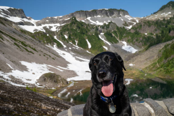 istock Happy black labrador retriever dog with head tilted at Mt. Baker Heather Meadows area of Washington State 1293337132