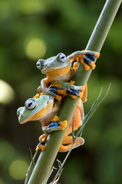 istock Green tree frog sitting on bamboo branch 1293338096