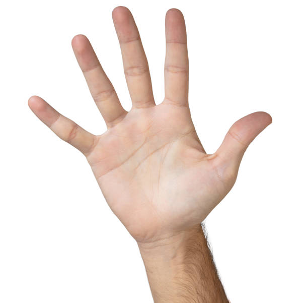 istock Man hand palm, open fingers isolated on white background 1293338132