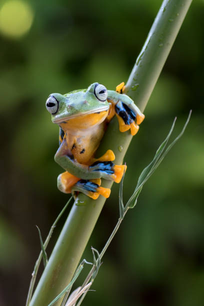 istock Green tree frog sitting on bamboo branch 1293338161