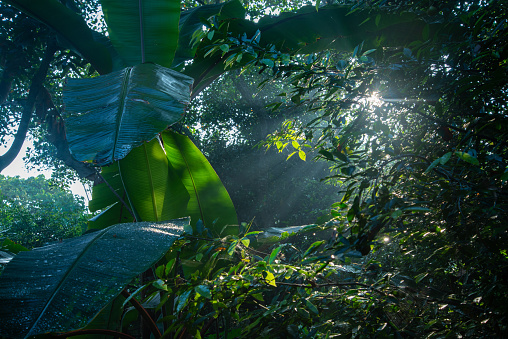 Beautiful morning light beam in the rainforest, Nature photography