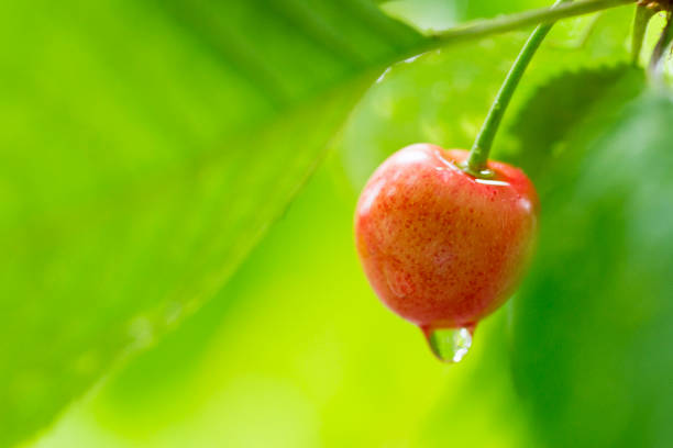 Cherries hanging on a cherry tree branch. Juicy red cherries on cherry tree