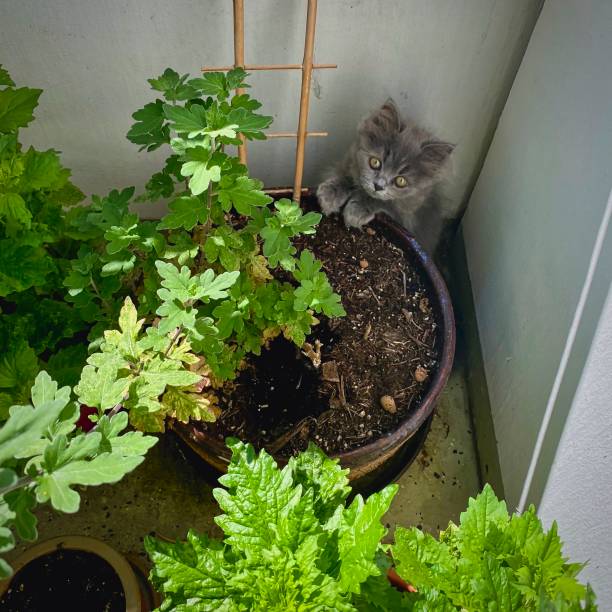 Blue Persian kitten with balcony flowers.
