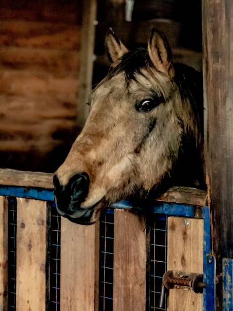 istock Brown Horse In Stable. 1293339420