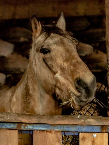 istock Brown Horse In Stable. 1293339489