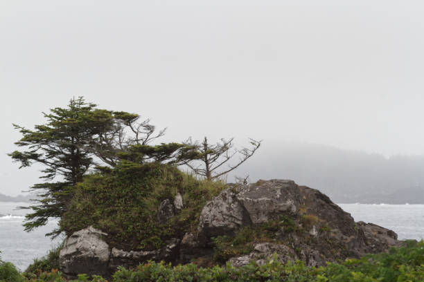istock Coastal scenes from Vancouver Island 1293340100