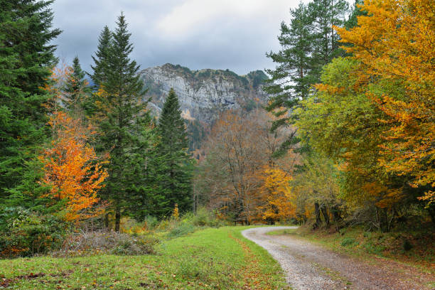 istock Gorgeous forest in Hecho Valley, Aragonese pyrenees, Huesca province, Spain 1293341308