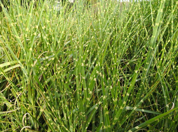 kolorowe jasnozielone łodygi z żółtymi paskami dziewiczej trawy srebrnej (miscanthus sinensis). brigth zielone i żółte naturalne tło trawy ozdobnej - variegated close up textured sharp zdjęcia i obrazy z banku zdjęć