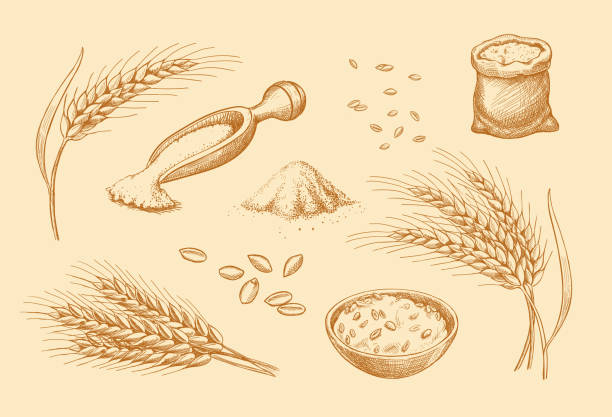 Cereals set. Hand drawn wheat, rye, cereals. Cereals set. Hand drawn wheat, rye, oats, barley cereals. Ear spikes and seed vintage style. Food sketch retro sepia vector illustration. hordeum stock illustrations