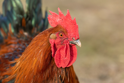 Close shot of a beautiful copper-black Marans rooster.