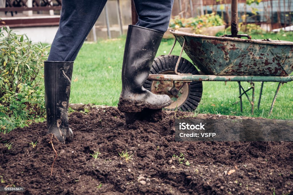 experienced farmer gets better at spade wet clay. Engraving the garden with a unique tool. Hand digging a garden. The man uses his foot to push the spade, which he inserts into the clay experienced farmer gets better at spade wet clay. Engraving the garden with a unique tool. Hand digging a garden. The man uses his foot to push the spade, which he inserts into the clay. Digging Stock Photo