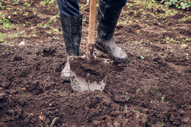 istock experienced farmer gets better at spade wet clay. Engraving the garden with a unique tool. Hand digging a garden. Autumn adjustments for better harvests 1293343931