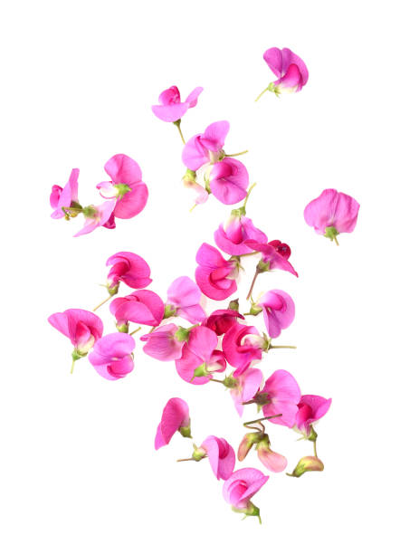 istock lathyrus flowers isolated against a white background 1293344154
