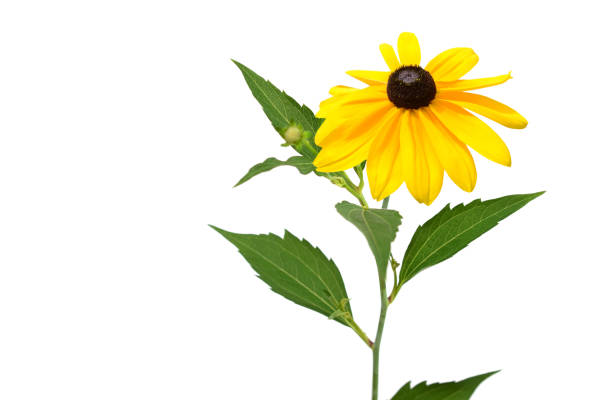 istock Branch of black eyed flowers (rudbeckia) isolate white 1293344188