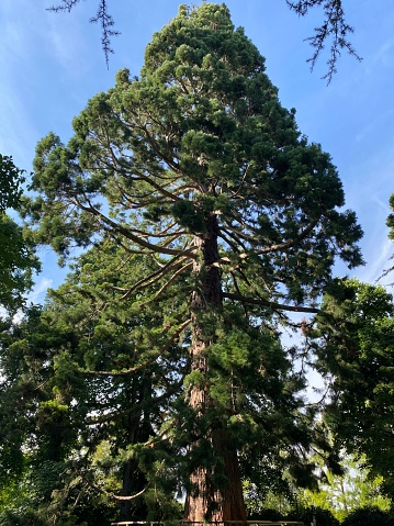 Giant sequoia (Sequoiadendron giganteum), giant redwood, Sierra redwood, Wellingtonia, California mountain sequoia, giant sequoia, mountain sequoia, Golemi mamutovac or Golema sekvoja
