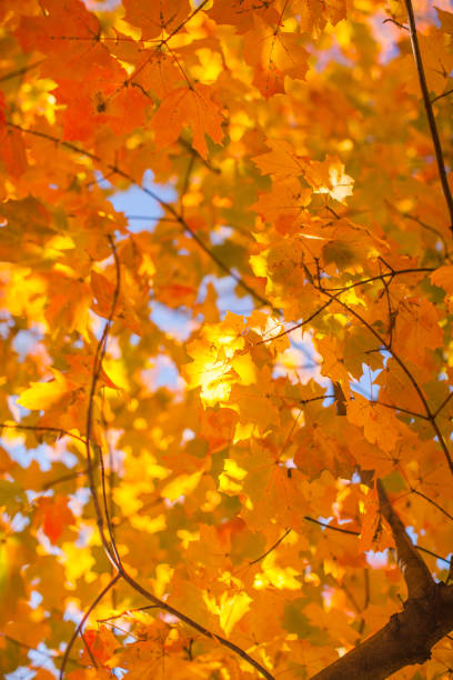 istock Beautuful fall colors in New York City 1293346111