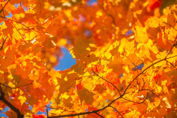 istock Beautuful fall colors in New York City 1293346113