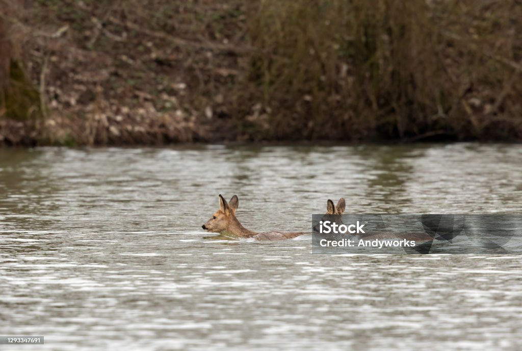 Swimming roe deer Two roe deer swimming in a lake. Deer Stock Photo