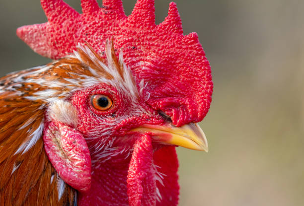 Swedish flower hen rooster