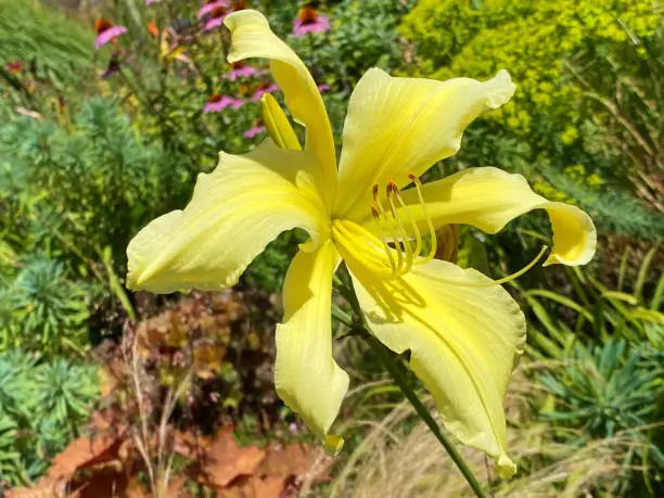 Daylily Hemerocallis 'Moonlit Summerbird‘ (Hemerocallis Hybride 'Moonlit Summerbird‘), Die Taglilie Hemerocallis Moonlit Summerbird