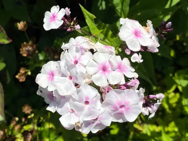 Garden phlox (Phlox paniculata), Perennial phlox, Summer phlox, High Flame Flower, The High Perennial Phlox, Rispige Flame Flower, or Autumn Lilac