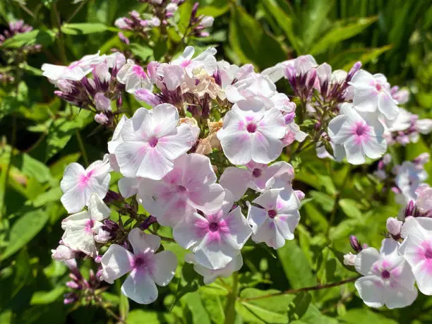 Garden phlox (Phlox paniculata), Perennial phlox, Summer phlox, High Flame Flower, The High Perennial Phlox, Rispige Flame Flower, or Autumn Lilac