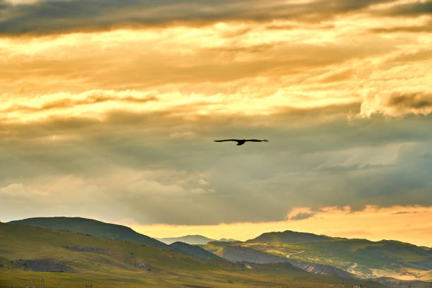 Sky and birds. Sunset, dawn, and clouds. The sun is burning with bright rays. behind the mountains.