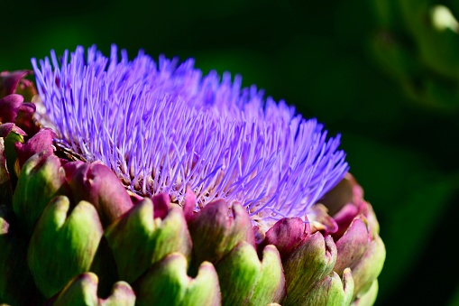 Close-up of organic artichoke (Cynara cardunculus) globes growing on the end of the artichoke plant stalks.\n\nTaken in Castroville, California, USA