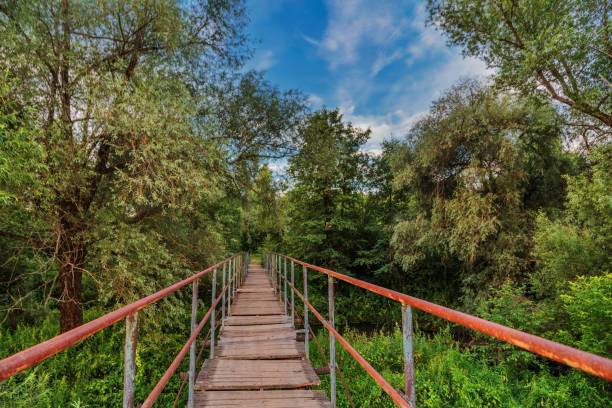 istock Bridge over a river in the summer forest 1293349717