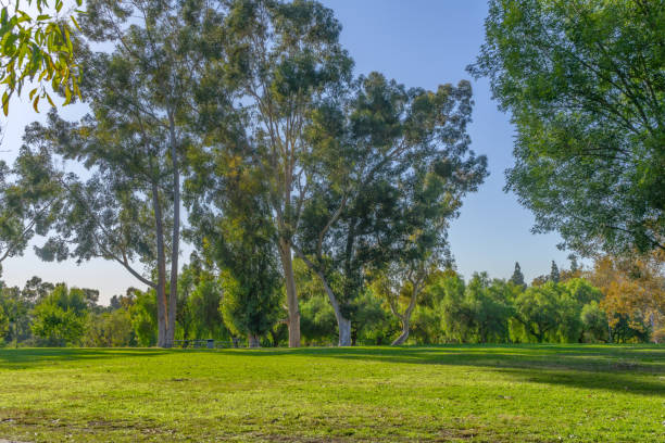 istock Tall eucalyptus trees and a green grass field 1293350035