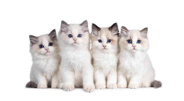 Group of 4 Ragdoll cat kittens on white Group of 4 Ragdoll cat kittens, sitting beside each other on perfect row. All looking towards camera with beautiful blue eyes. Isolated on white background. ragdoll cat stock pictures, royalty-free photos & images