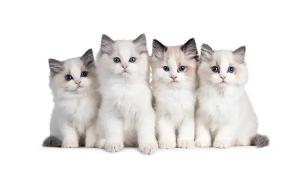 Group of 4 Ragdoll cat kittens, sitting beside each other on perfect row. All looking towards camera with beautiful blue eyes. Isolated on white background.
