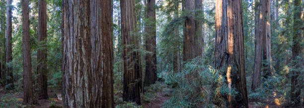 Aerial Panoramic of Redwood Forest in California A healthy forest of Redwood trees, Sequoia sempervirens, grows in Northern California. Redwood trees are the largest trees on Earth and are considered an endangered species. mendocino county photos stock pictures, royalty-free photos & images