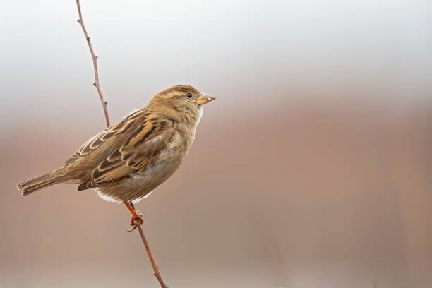 istock A female house sparrow (passer domesticus) perched on a small branch in a garden. 1293354596