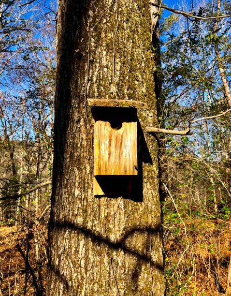 istock Wooden birdhouse on hickory tree 1293355482