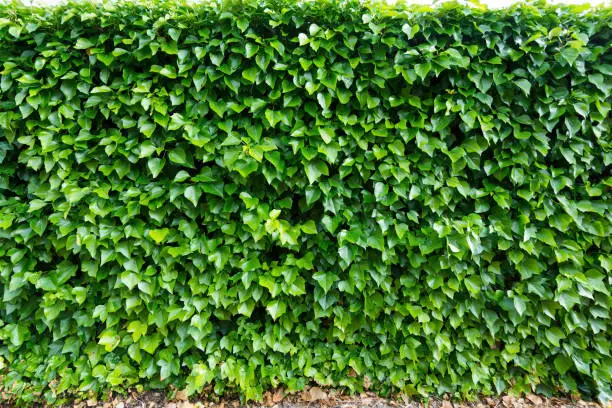 Photo of nice exterior wall covered with green ivy leaves