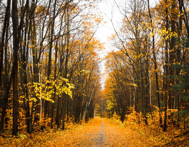 istock View of autumn trees 1293356427