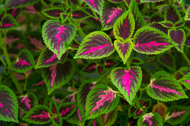 istock Green and Purple Leaves 1293358285