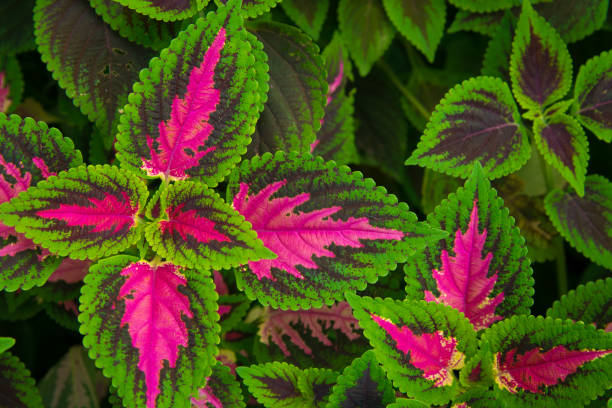 istock Green and Purple Leaves 1293358363