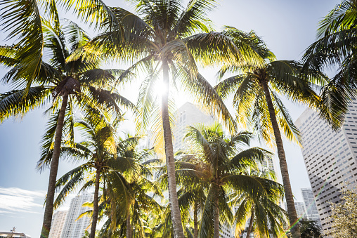 palm tree park in miami