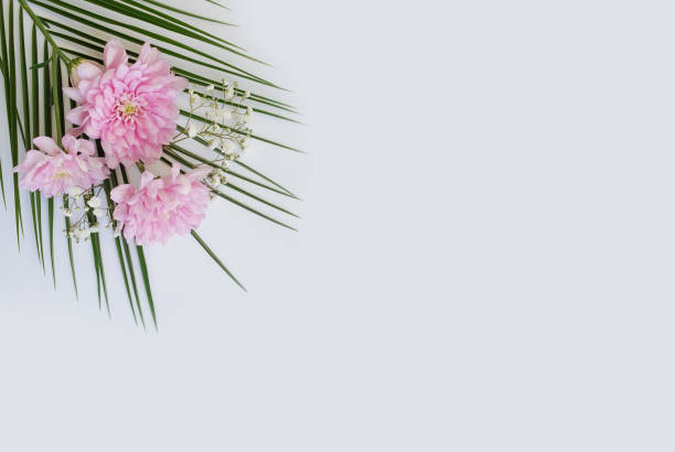 istock beautiful flowers isolated on white background 1293359449