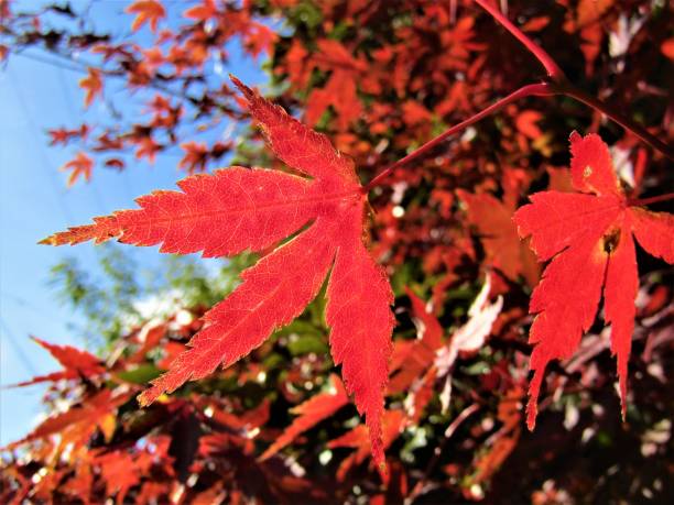 japan. december. red maple leaves. still it is autumn. - maple japanese maple leaf autumn imagens e fotografias de stock