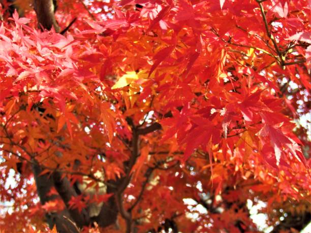 japan. december. red leaves of the maple tree - maple japanese maple leaf autumn imagens e fotografias de stock